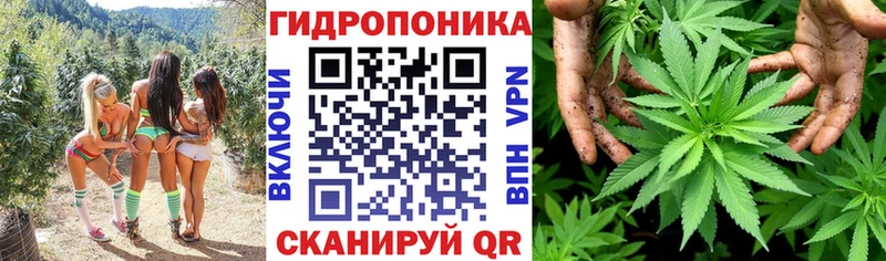 Бошки марихуана Amnesia  Купить  Тверь 